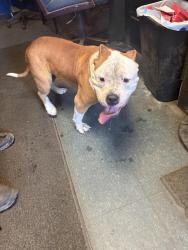 Reunited Male Dog last seen New York ave, Trenton, NJ 08638