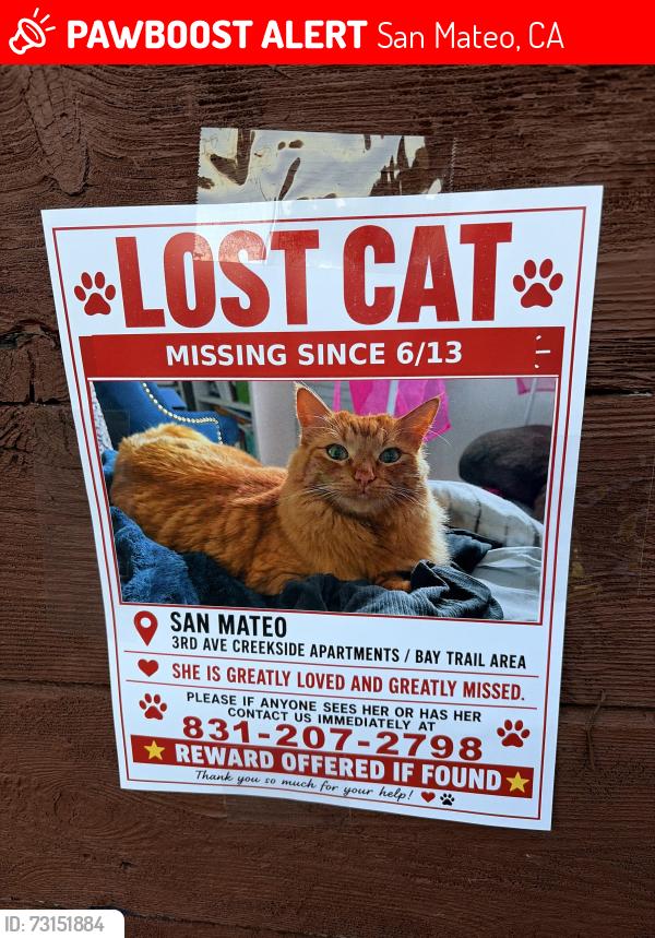 Lost Female Cat last seen Ryder park, San Mateo, CA 94401