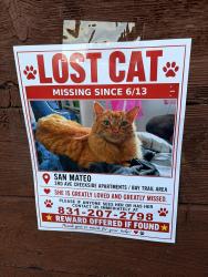 Lost Female Cat last seen Ryder park, San Mateo, CA 94401