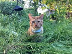 Lost Male Cat last seen 29th and Vincent Ave N Minneapolis, Minneapolis, MN 55411