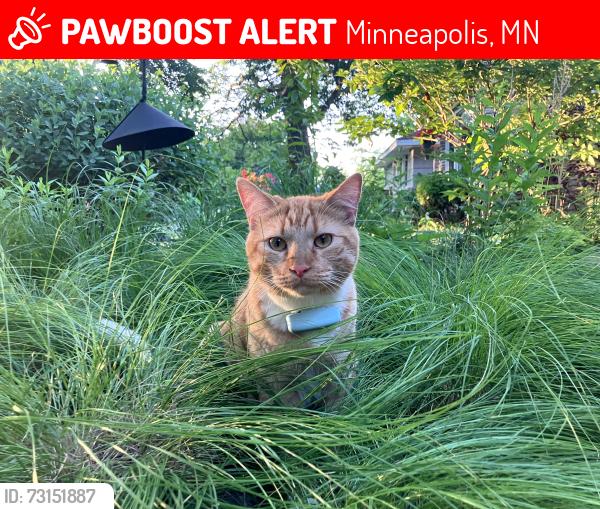 Lost Male Cat last seen 29th and Vincent Ave N Minneapolis, Minneapolis, MN 55411