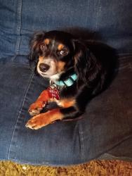 Reunited Male Dog last seen Armadillo Ln, Kempner, TX 76522, USA, Kempner, TX 76522
