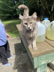 Found/Stray Female Cat last seen Blue Ridge Rd, Alton, IL 62002