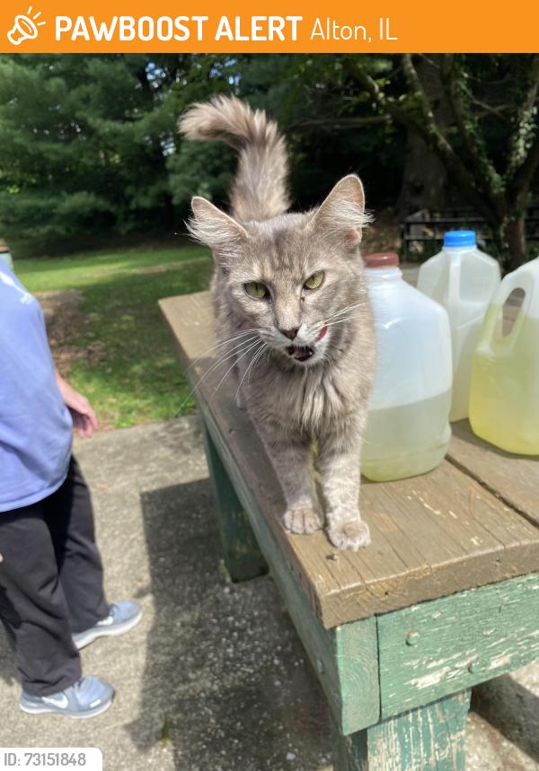Found/Stray Female Cat last seen Blue Ridge Rd, Alton, IL 62002