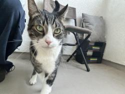 Reunited Male Cat last seen E Del amo Blvd and S Main St, Carson, CA 90745