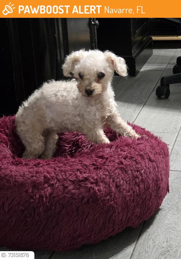 Found/Stray Female Dog last seen Andorra and Avenida De Sol, Navarre, FL 32566