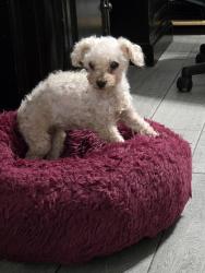 Found/Stray Female Dog last seen Andorra and Avenida De Sol, Navarre, FL 32566