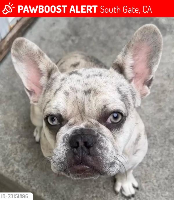 Lost Female Dog last seen Tenaya Ave & Mallison Ave, South Gate, CA 90280