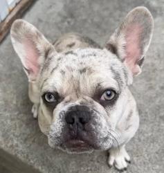 Lost Female Dog last seen Tenaya Ave & Mallison Ave, South Gate, CA 90280
