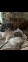 Reunited Female Dog last seen Windsor parkway, Sandy Springs, GA 30342