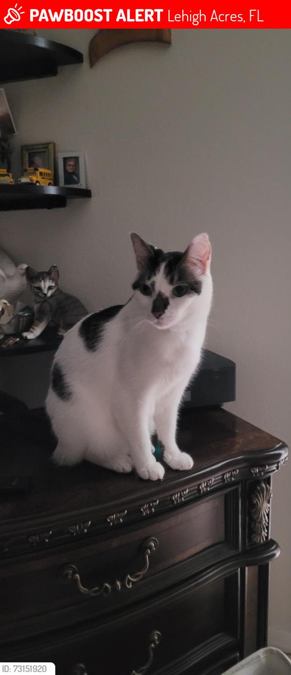 Lost Male Cat last seen 23rd st w and Joan Ave n, Lehigh Acres, FL 33971