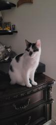 Lost Male Cat last seen 23rd st w and Joan Ave n, Lehigh Acres, FL 33971