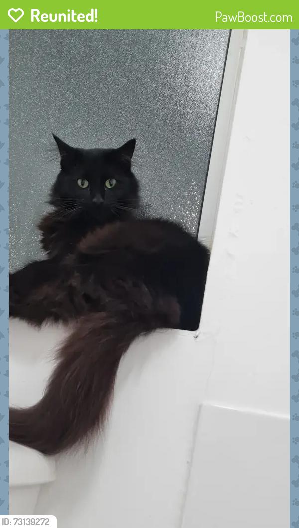 Reunited Female Cat last seen flt A 105Twickenham TW2 6PL, Greater London, England TW2 6PL