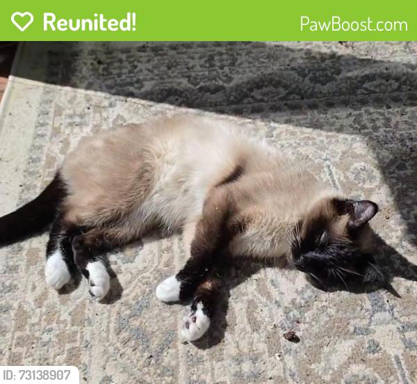 Reunited Female Cat last seen Near NE Overlook Dr, Hillsboro, OR 97124, USA, Hillsboro, OR 97124