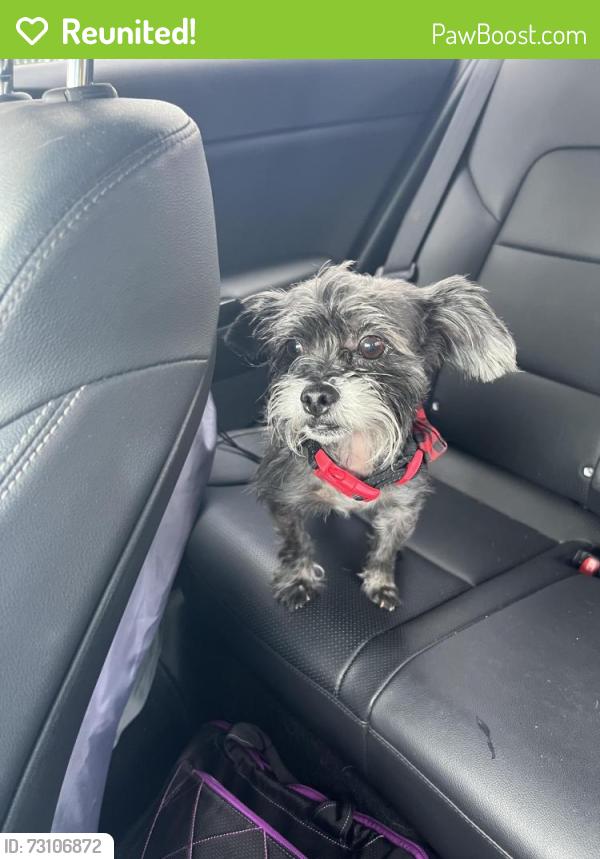 Reunited Male Dog last seen Nw 9th st and nw 9th avenue, Fort Lauderdale, FL 33311