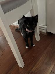 Found/Stray Unknown Cat last seen Leda court Caldwell Street SW90EU, Greater London, England SW9 0EU