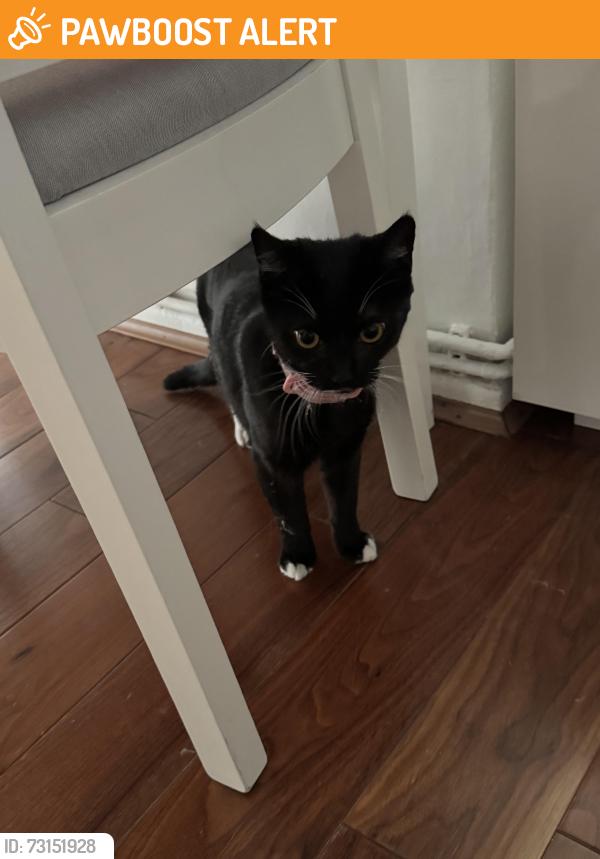 Found/Stray Unknown Cat last seen Leda court Caldwell Street SW90EU, Greater London, England SW9 0EU