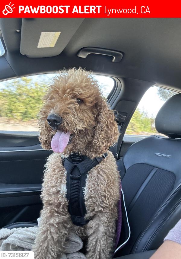 Lost Female Dog last seen Carlin and Waldorf, Lynwood, CA 90262