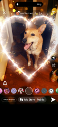 Lost Female Dog last seen Boswell, San Antonio, TX 78214
