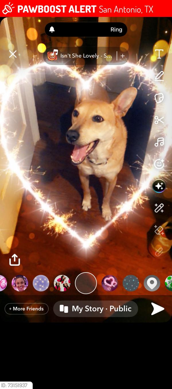 Lost Female Dog last seen Boswell, San Antonio, TX 78214