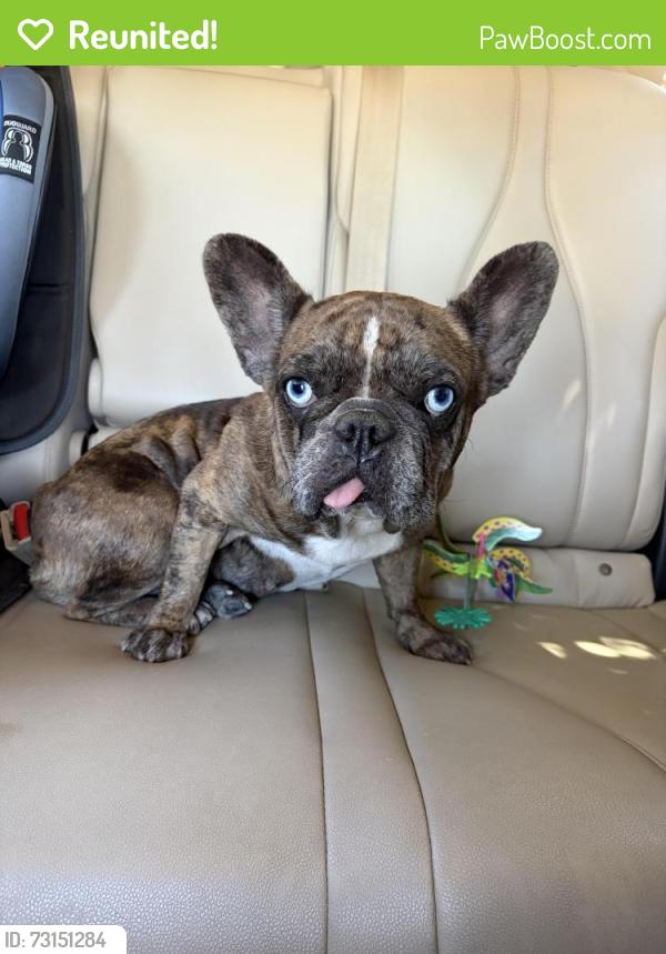 Reunited Female Dog last seen Dutch Haven Blvd & Elverta Rd, Elverta, CA 95626