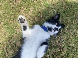 Found/Stray Male Cat last seen Roseton Ave. & Renville St. in Lakewood ca 90715, Lakewood, CA 90715