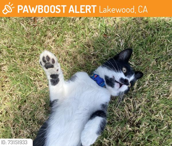 Found/Stray Male Cat last seen Roseton Ave. & Renville St. in Lakewood ca 90715, Lakewood, CA 90715