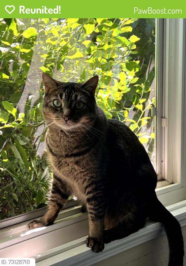 Reunited Male Cat last seen Northland Avenue, San Ramon, CA 94583