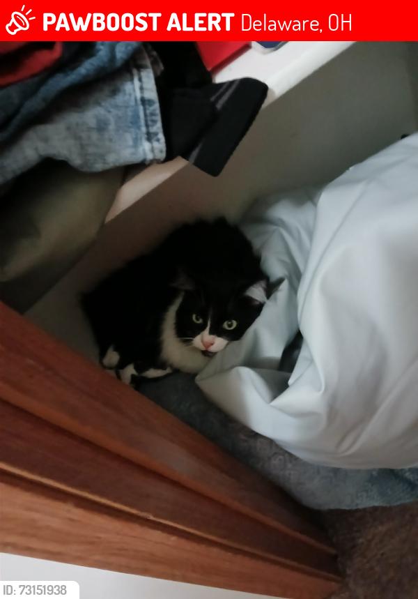 Lost Male Cat last seen e towne ln, Delaware, OH 43015