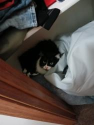 Lost Male Cat last seen e towne ln, Delaware, OH 43015