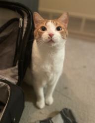 Reunited Male Cat last seen S Jackson St & E Tennessee Ave, Denver, CO 80209, USA, Denver, CO 80209