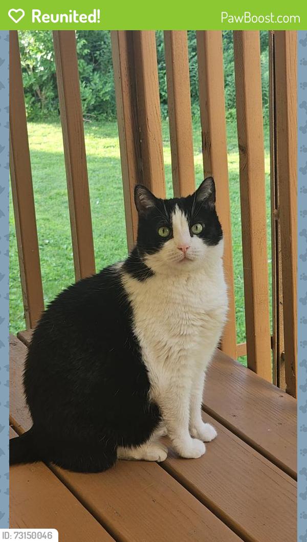Reunited Male Cat last seen Greentree park and prairie lakes, Ankeny, IA 50023