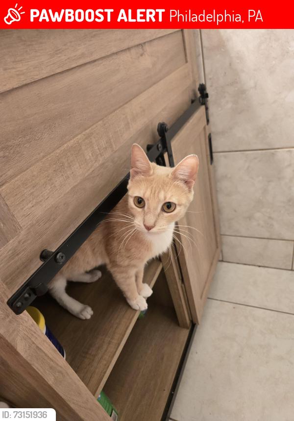 Lost Female Cat last seen Near Northeast ave, Philadelphia, PA 19116