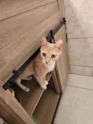 Lost Female Cat last seen Near Northeast ave, Philadelphia, PA 19116
