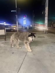Found/Stray Unknown Dog last seen Near S Central Ave Los Angeles, CA 90011 United States, Los Angeles, CA 90011