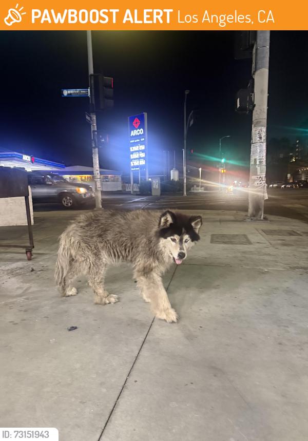 Found/Stray Unknown Dog last seen Near S Central Ave Los Angeles, CA 90011 United States, Los Angeles, CA 90011