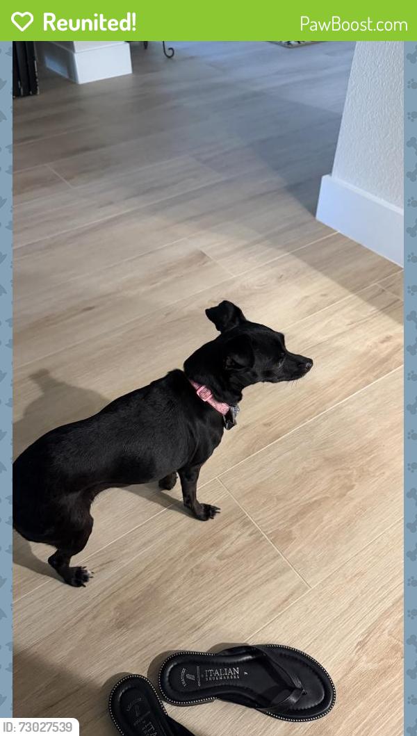 Reunited Female Dog last seen Palm Springs and north st Longwood, Longwood, FL 32750