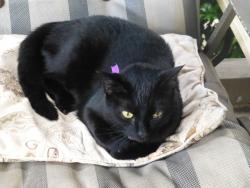 Reunited Female Cat last seen PHEASANT DR, Blawnox, PA 15238