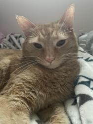 Reunited Male Cat last seen south summit presbyterian Church, Bremerton, WA 98312