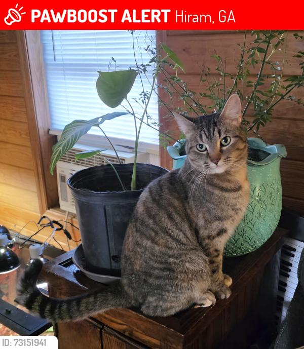 Lost Female Cat last seen Highland Dr, Hiram, GA 30141