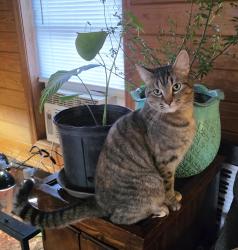 Lost Female Cat last seen Highland Dr, Hiram, GA 30141