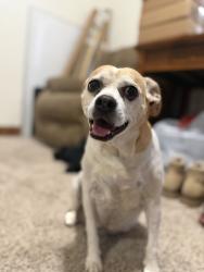 Reunited Female Dog last seen Near Firestone blvd., Longmont, CO 80504