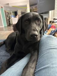 Reunited Female Dog last seen Munson, Monroe, MI 48162