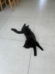 Lost Male Cat last seen In the hse, Surrey, England GU22 0AH