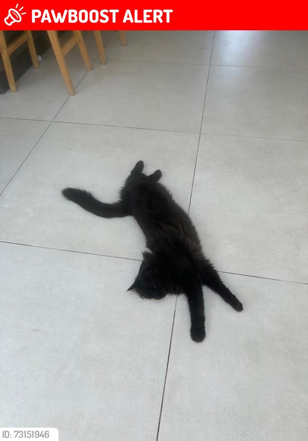 Lost Male Cat last seen In the hse, Surrey, England GU22 0AH