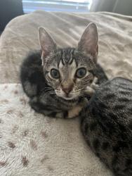 Lost Female Cat last seen Galemeadow and raindrop, Fort Worth, TX 76123