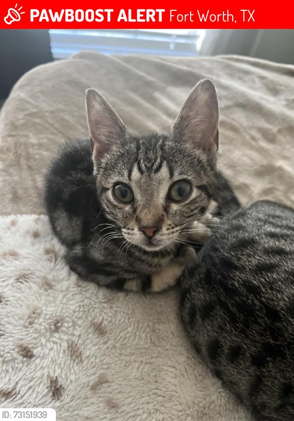 Lost Female Cat last seen Galemeadow and raindrop, Fort Worth, TX 76123