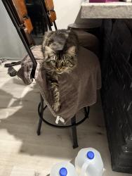 Lost Female Cat last seen Whitewater, Salem, OR 97305