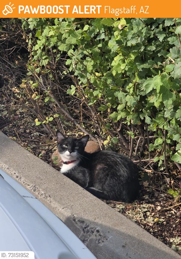 Found/Stray Female Cat last seen Lake Mary, Flagstaff, AZ 86005