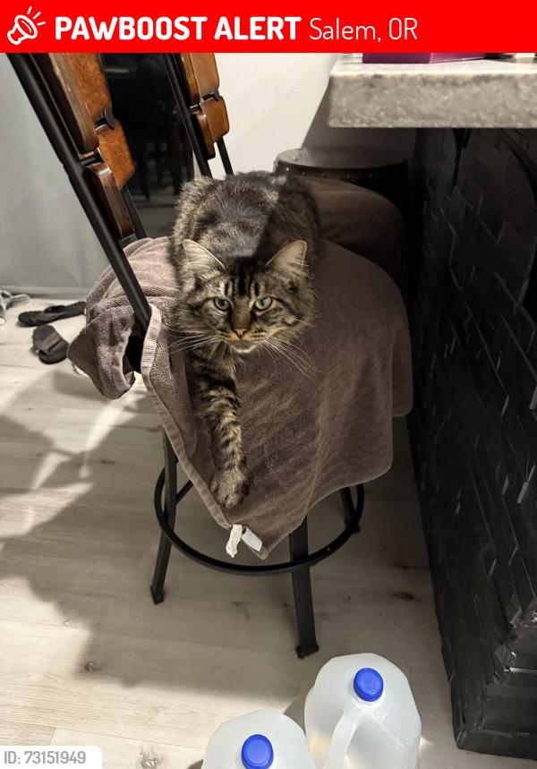 Lost Female Cat last seen Whitewater, Salem, OR 97305